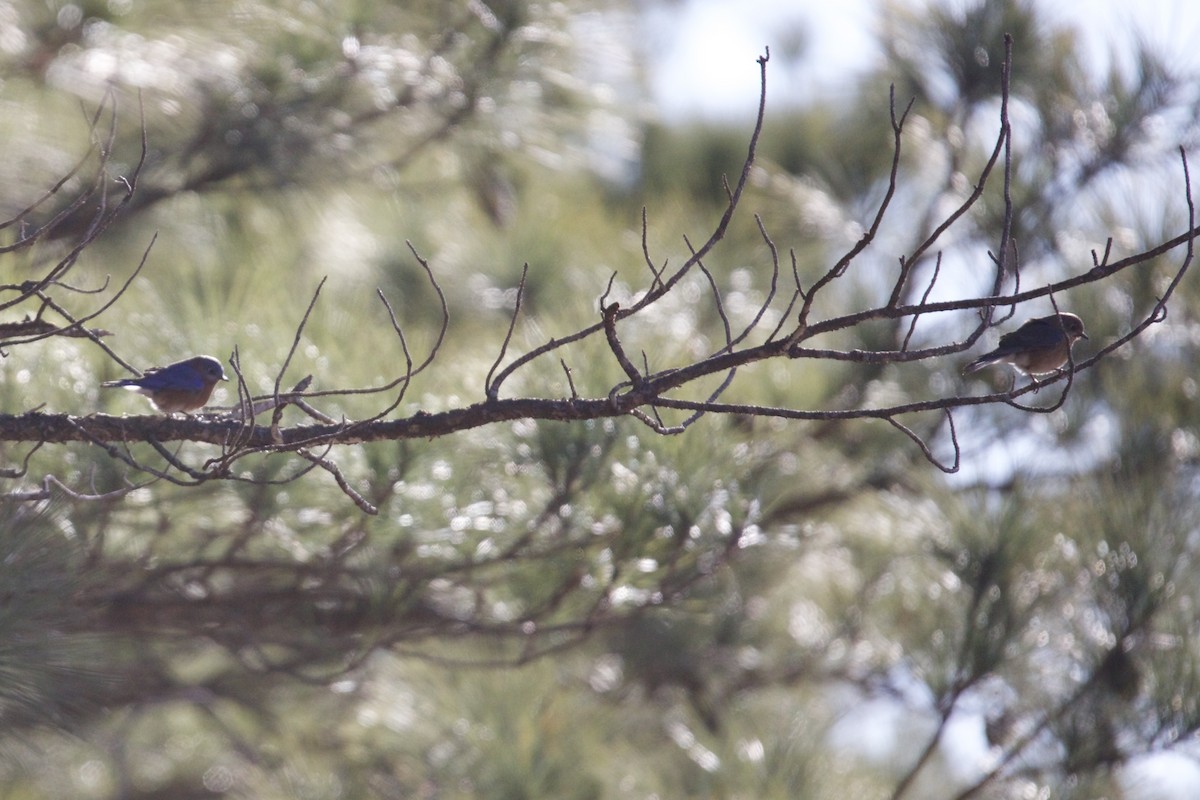 Eastern Bluebird - ML628786160