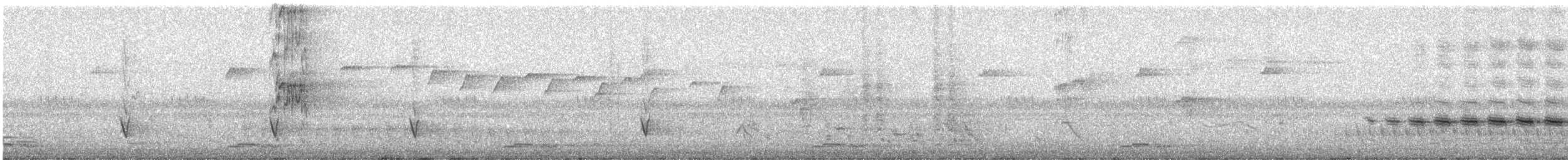 Sahul Cicadabird - ML628786211