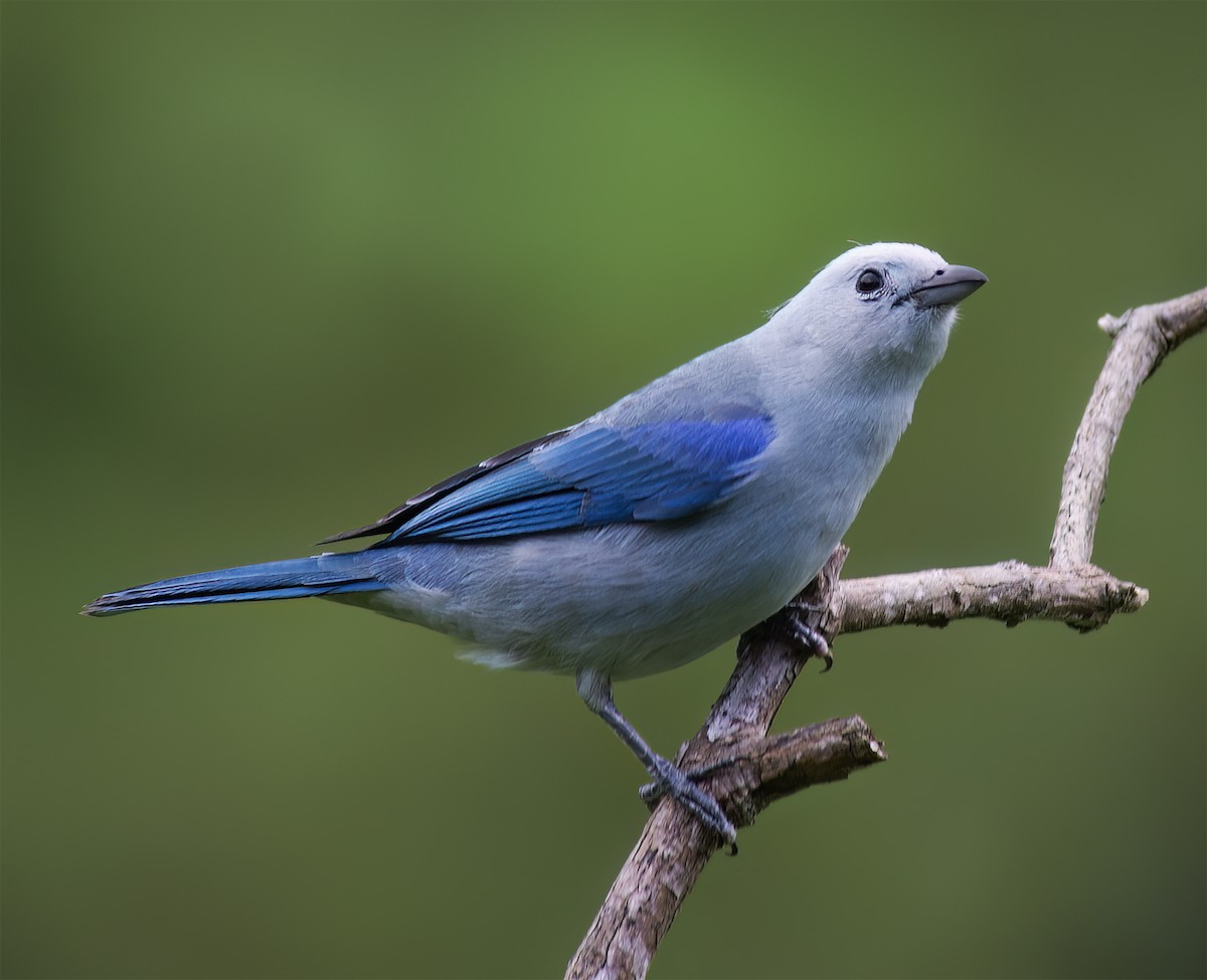 Blue-gray Tanager - ML628786225