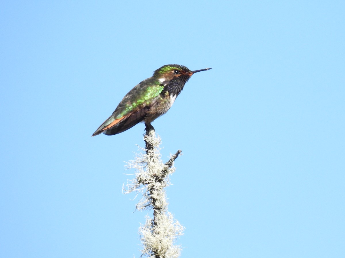 Volcano Hummingbird - ML628786226