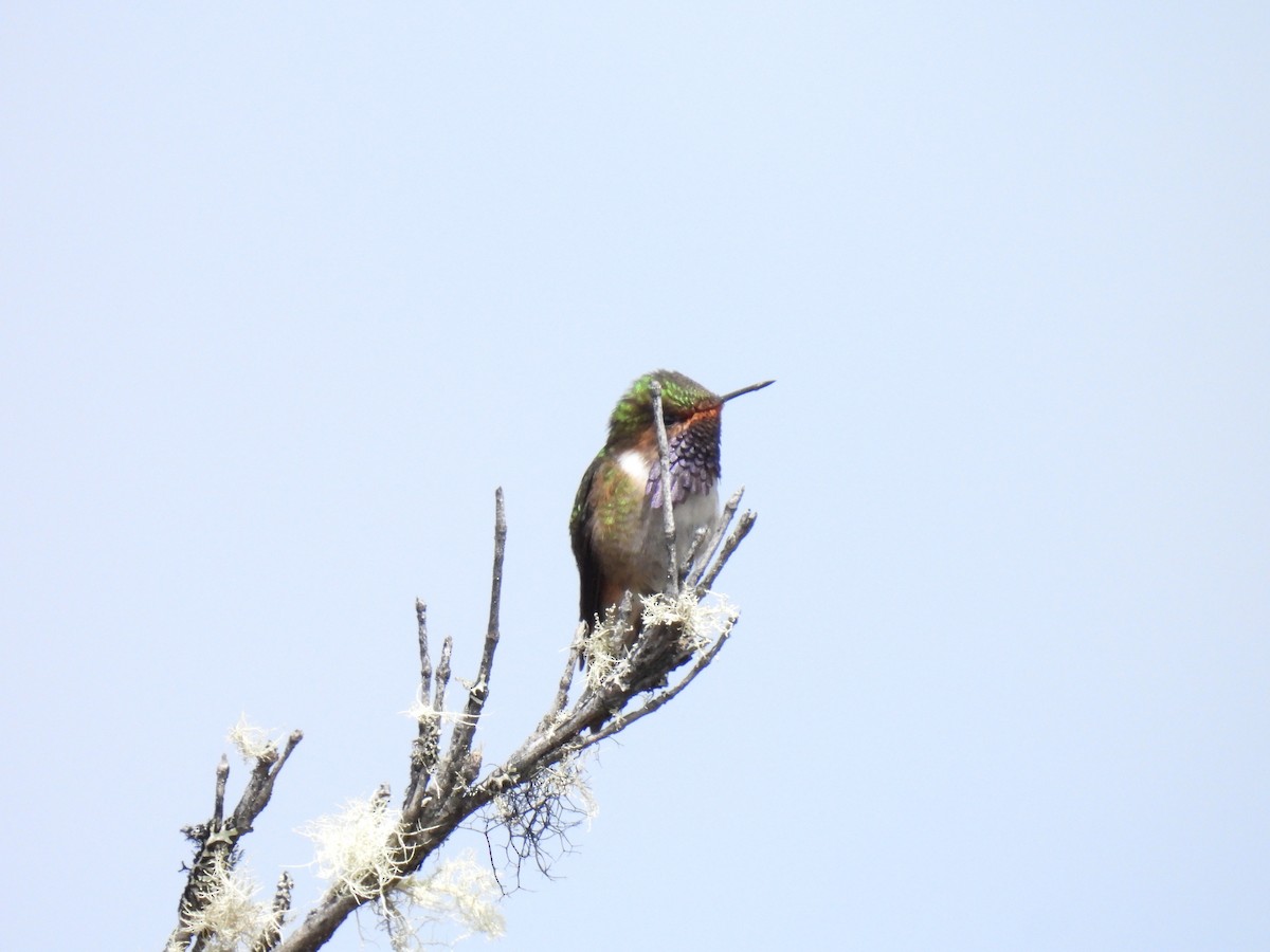 Volcano Hummingbird - ML628786227