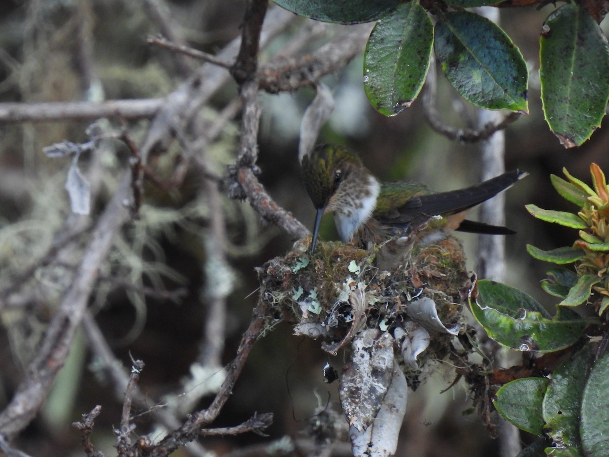 Volcano Hummingbird - ML628786228