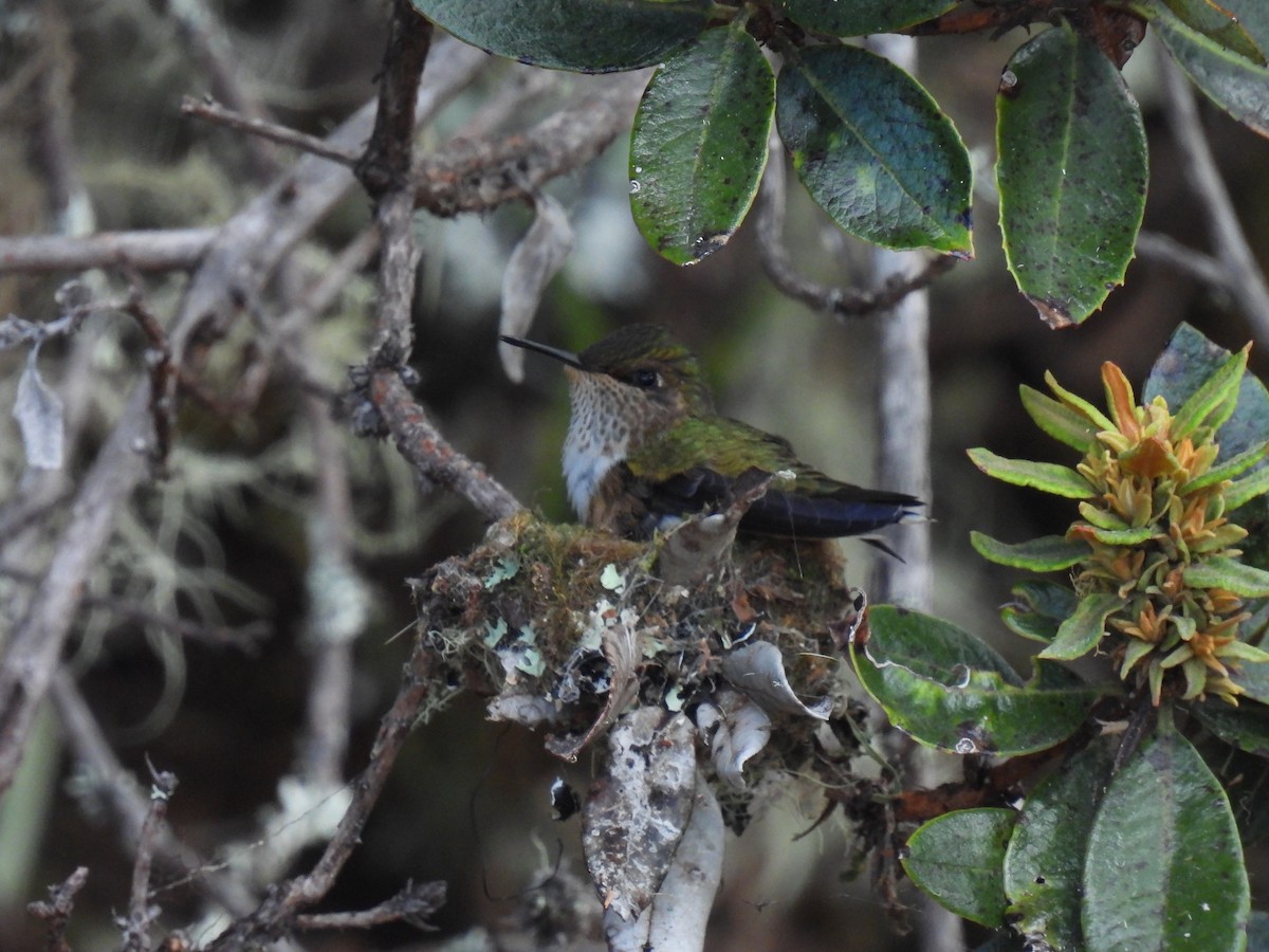 Volcano Hummingbird - ML628786229