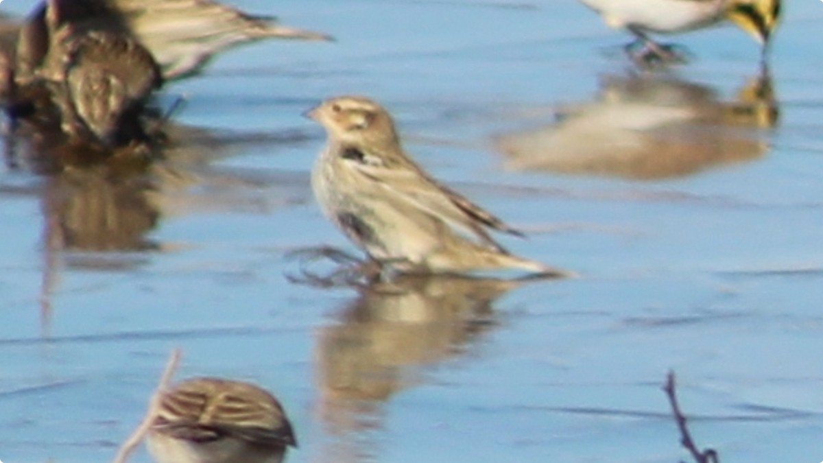 Chestnut-collared Longspur - ML628786262