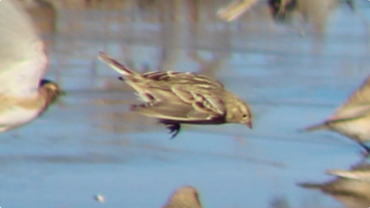 Chestnut-collared Longspur - ML628786263