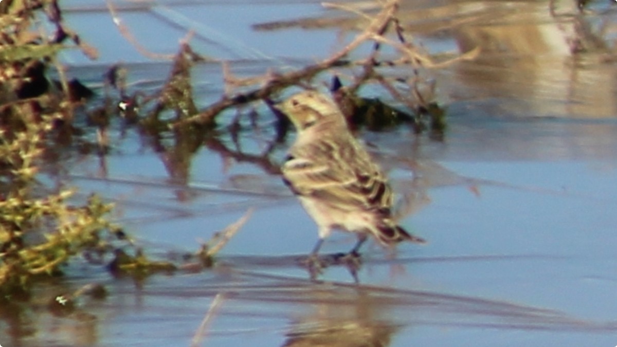 Chestnut-collared Longspur - ML628786264