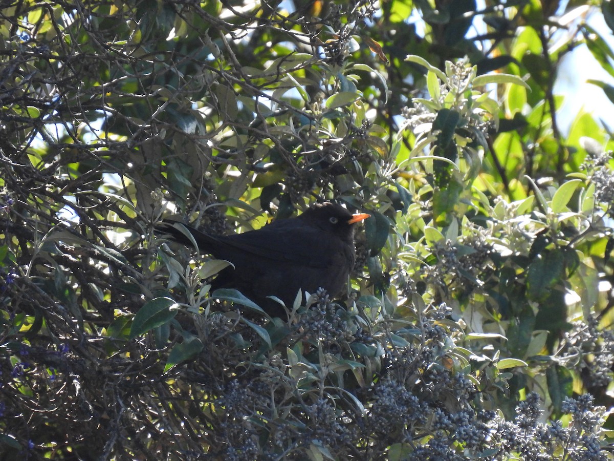 Sooty Thrush - ML628786277