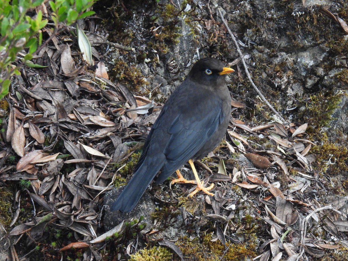 Sooty Thrush - ML628786278