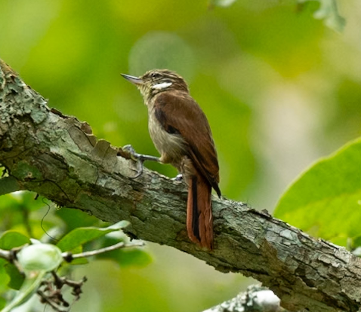 Slender-billed Xenops - ML628786309