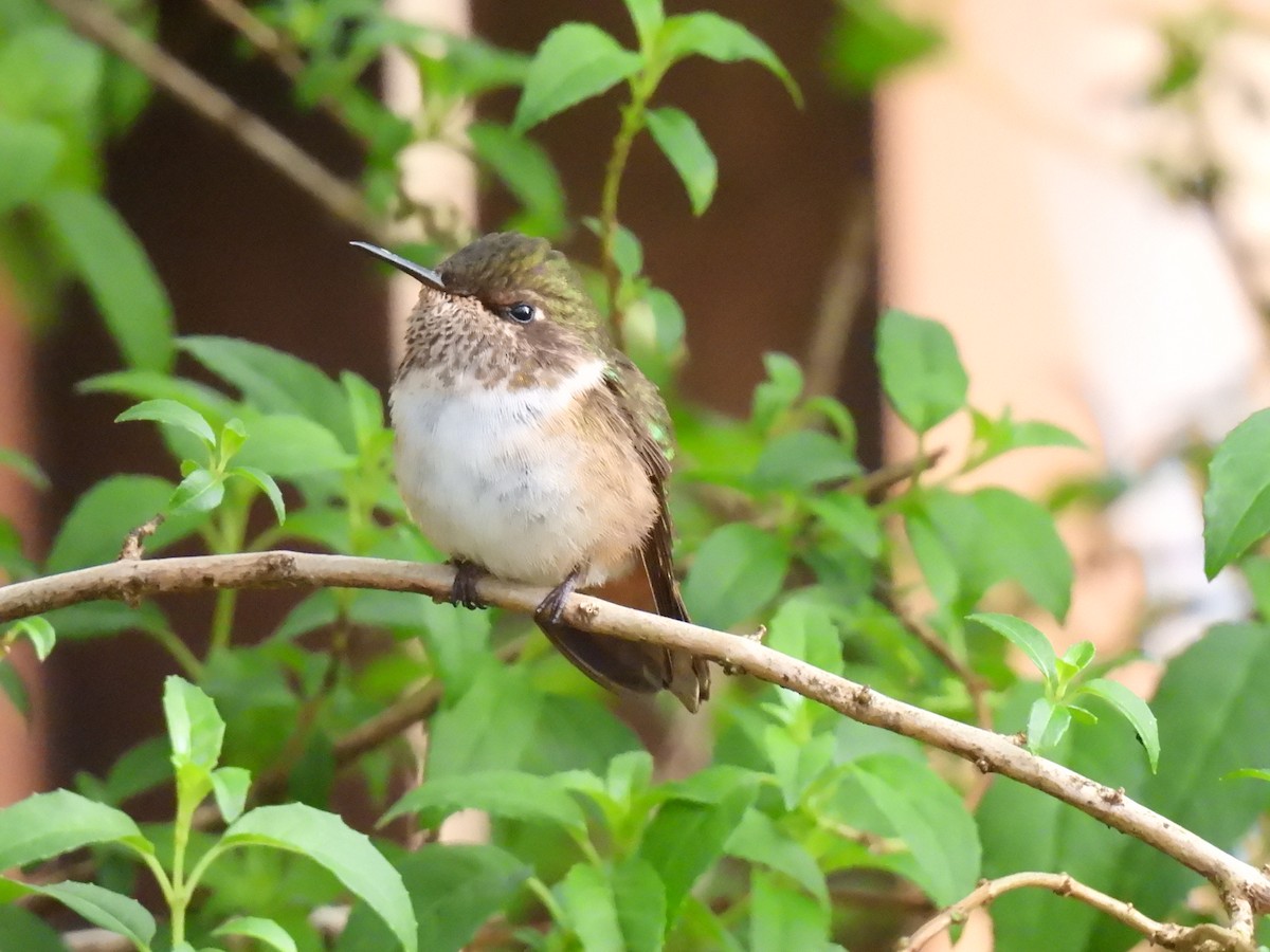 Volcano Hummingbird - ML628786439