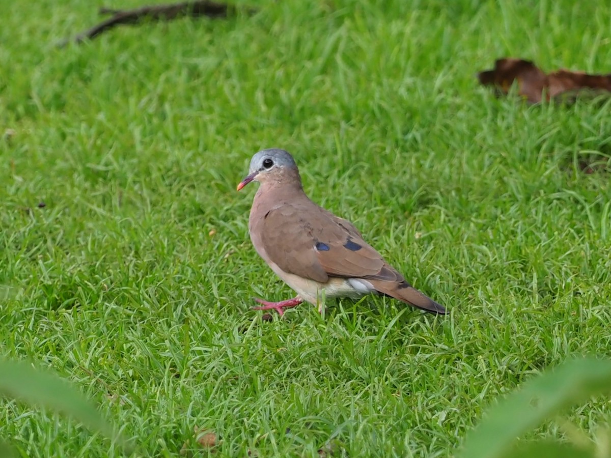 Blue-spotted Wood-Dove - ML628786552