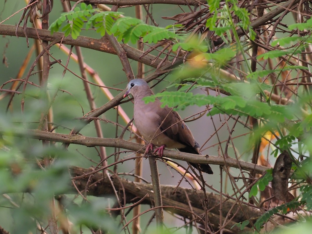 Blue-spotted Wood-Dove - ML628786553