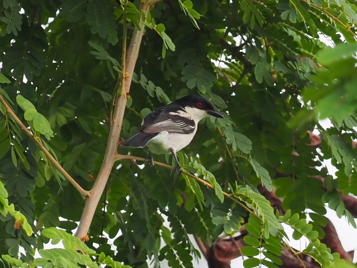 Black-backed Puffback - ML628786580