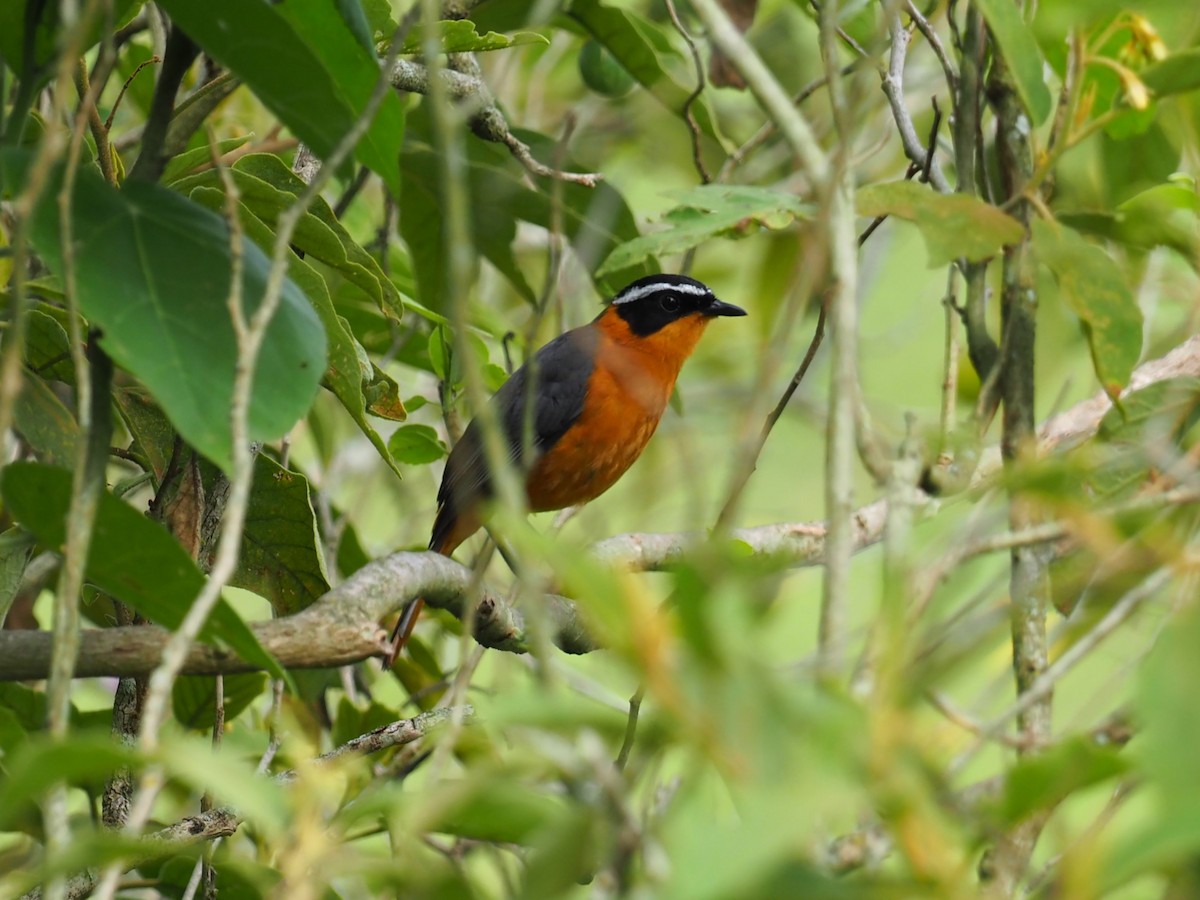 Rüppell's Robin-Chat - ML628786612