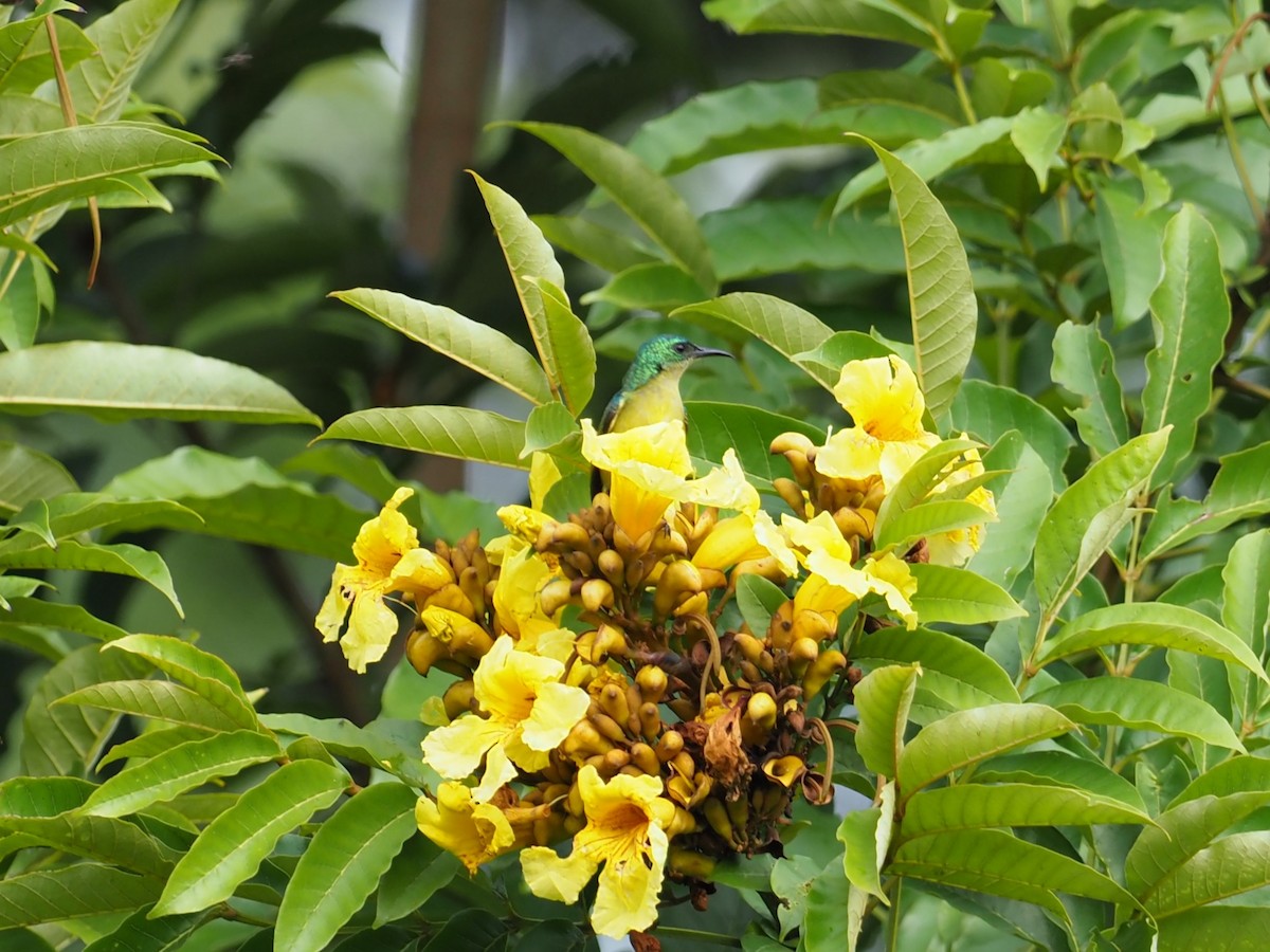 Collared Sunbird - ML628786724