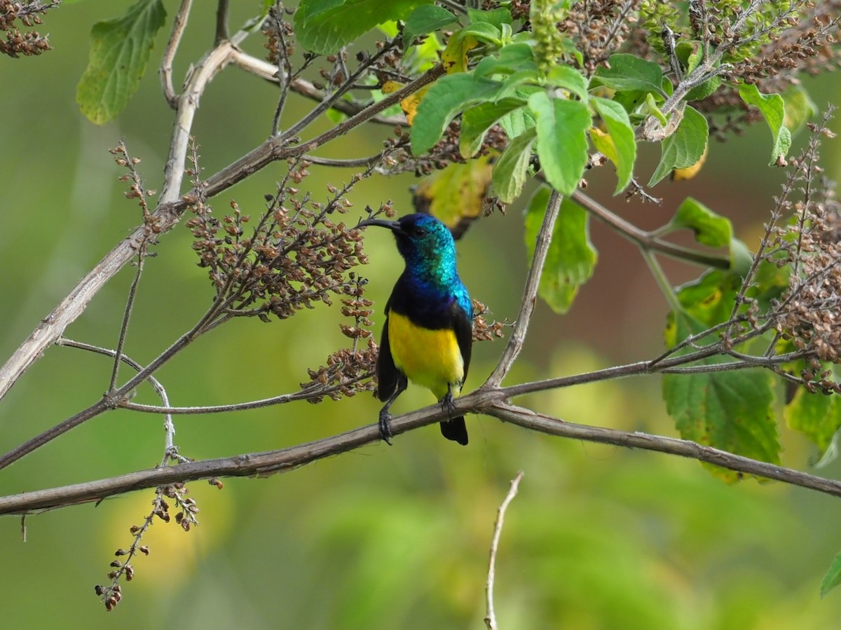 Variable Sunbird - ML628786735