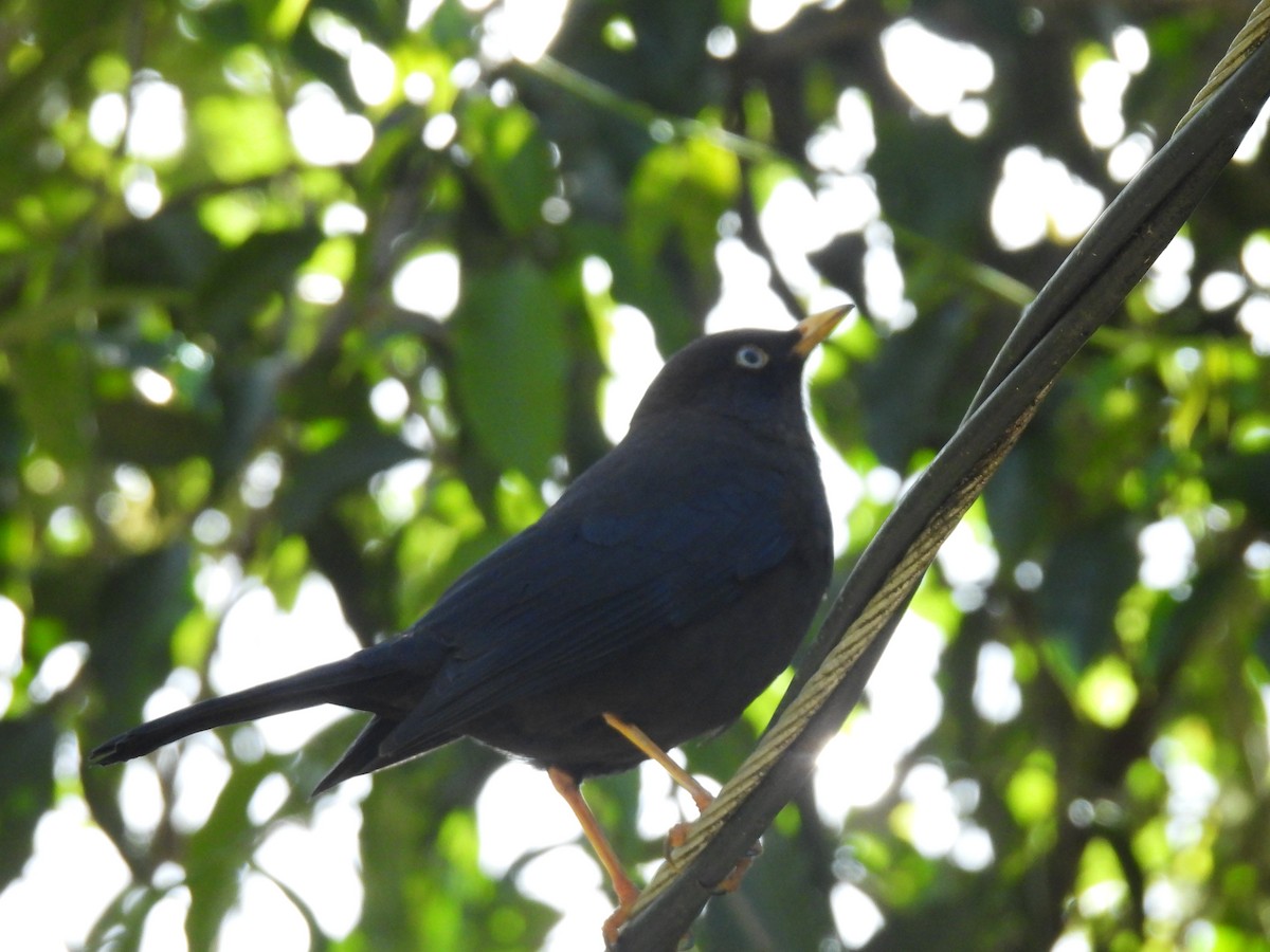 Sooty Thrush - ML628786763