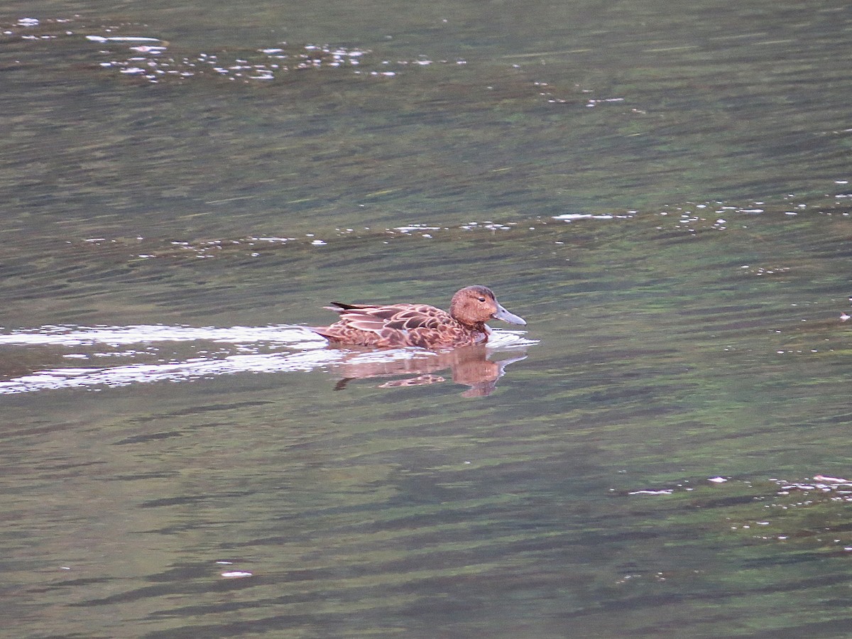 Cinnamon Teal - ML628786764