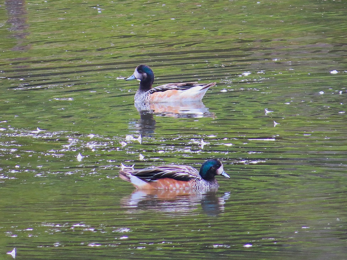 Chiloe Wigeon - ML628786770
