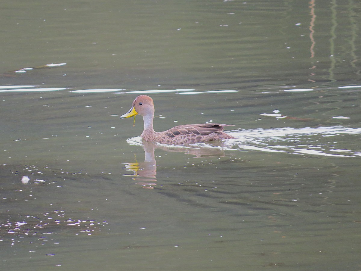 Yellow-billed Pintail - ML628786794