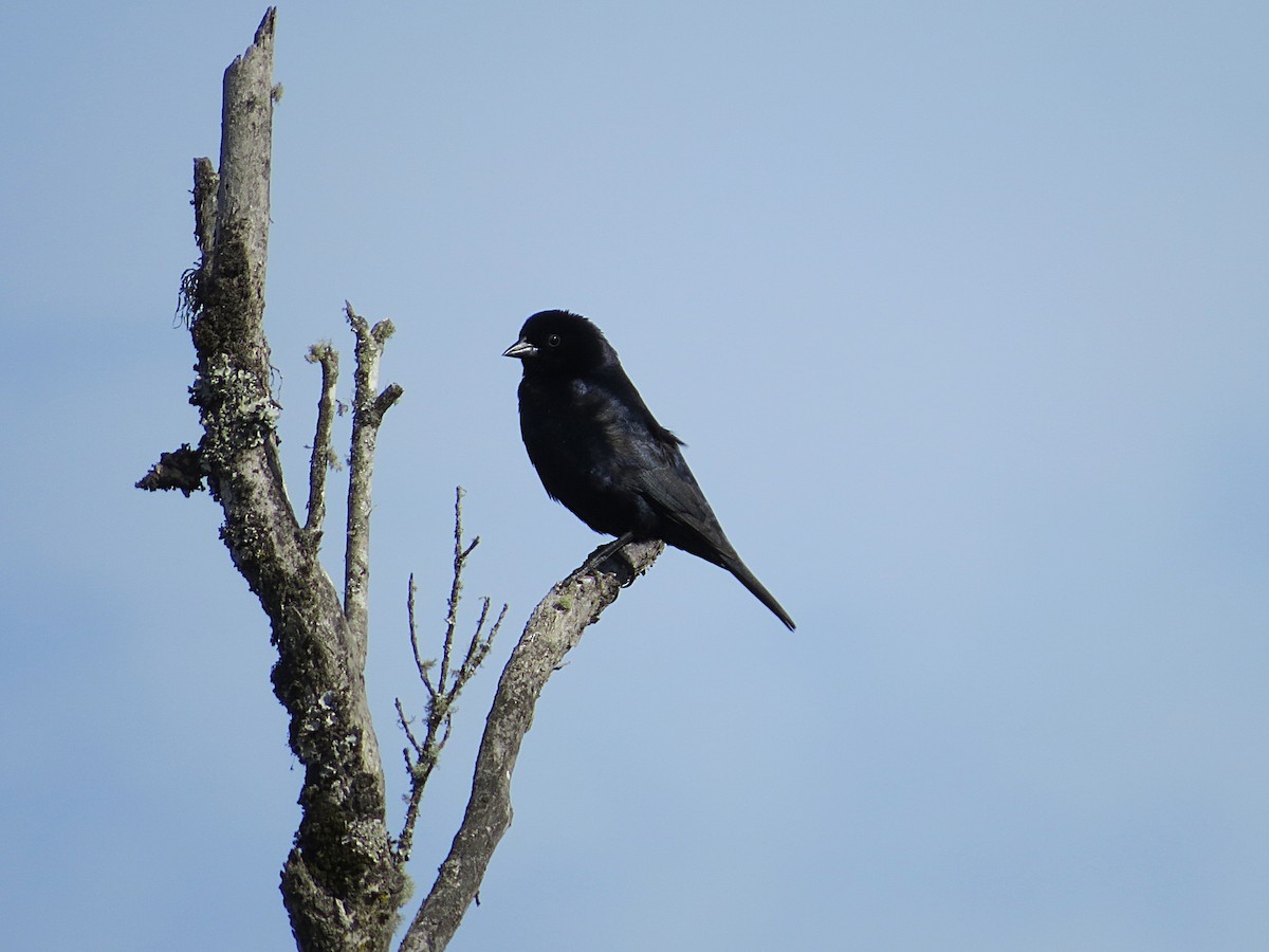 Shiny Cowbird - ML628786816