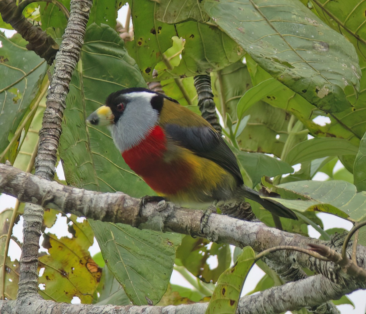 Toucan Barbet - ML628786826