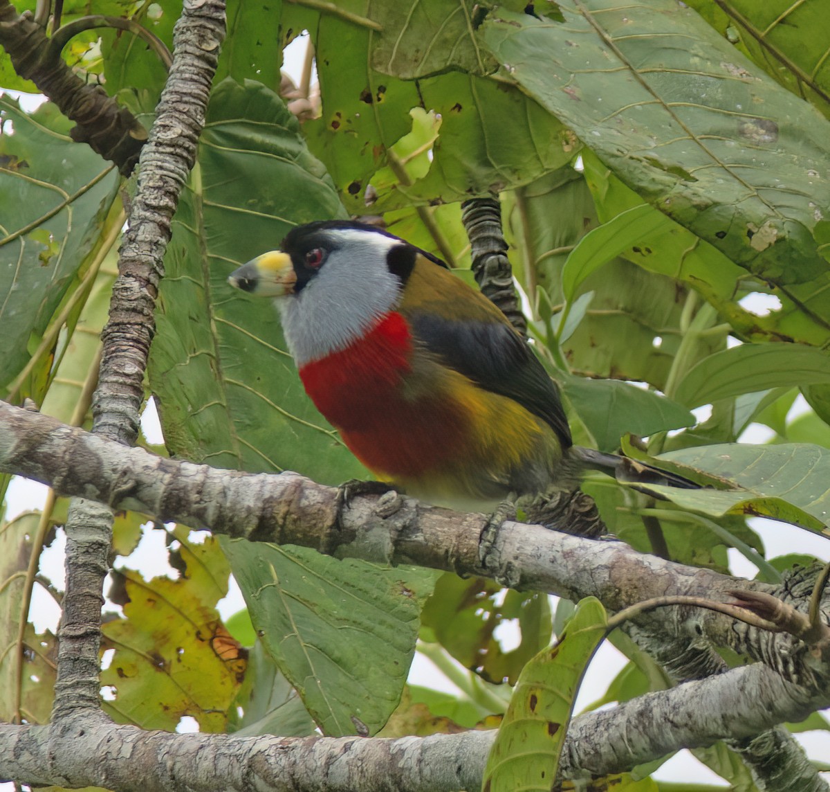 Toucan Barbet - ML628786827