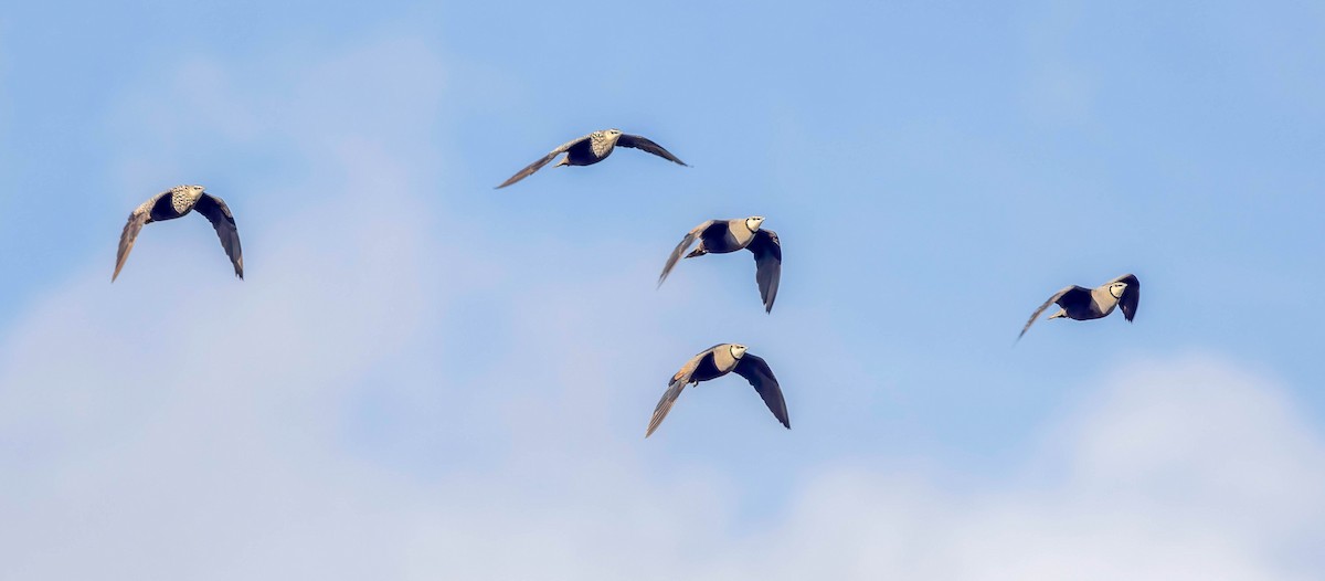 Yellow-throated Sandgrouse - ML628786835