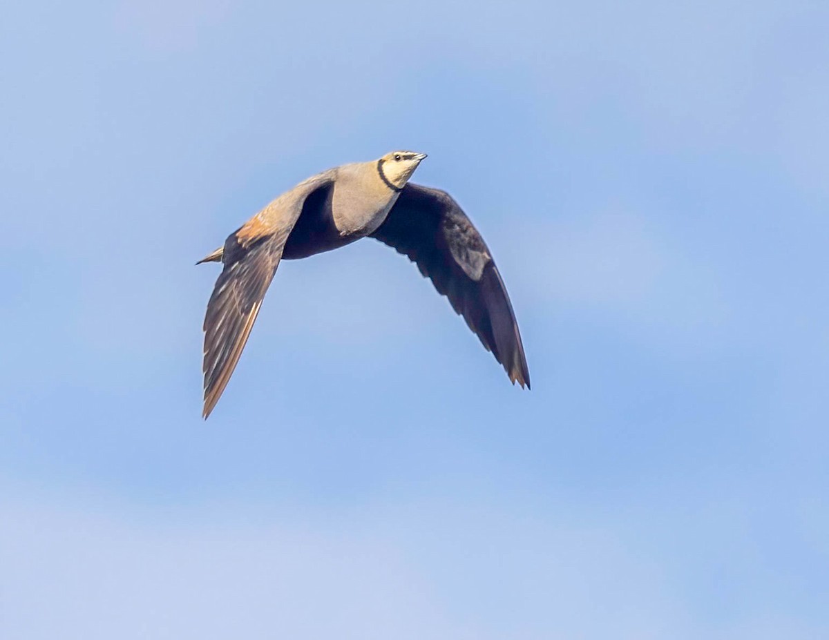 Yellow-throated Sandgrouse - ML628786836