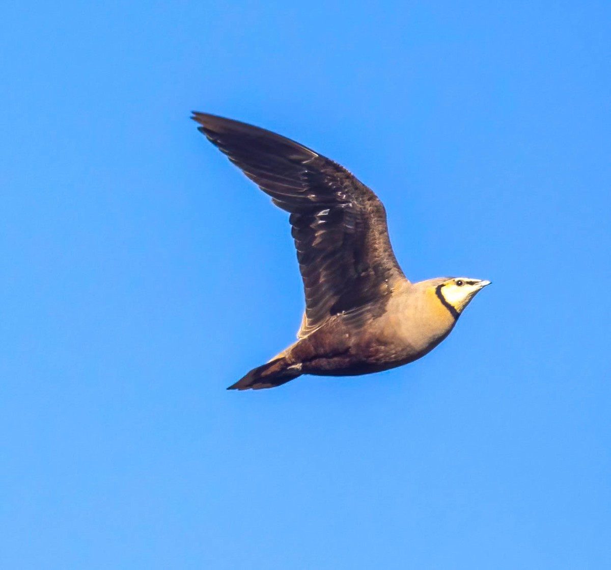 Yellow-throated Sandgrouse - ML628786837