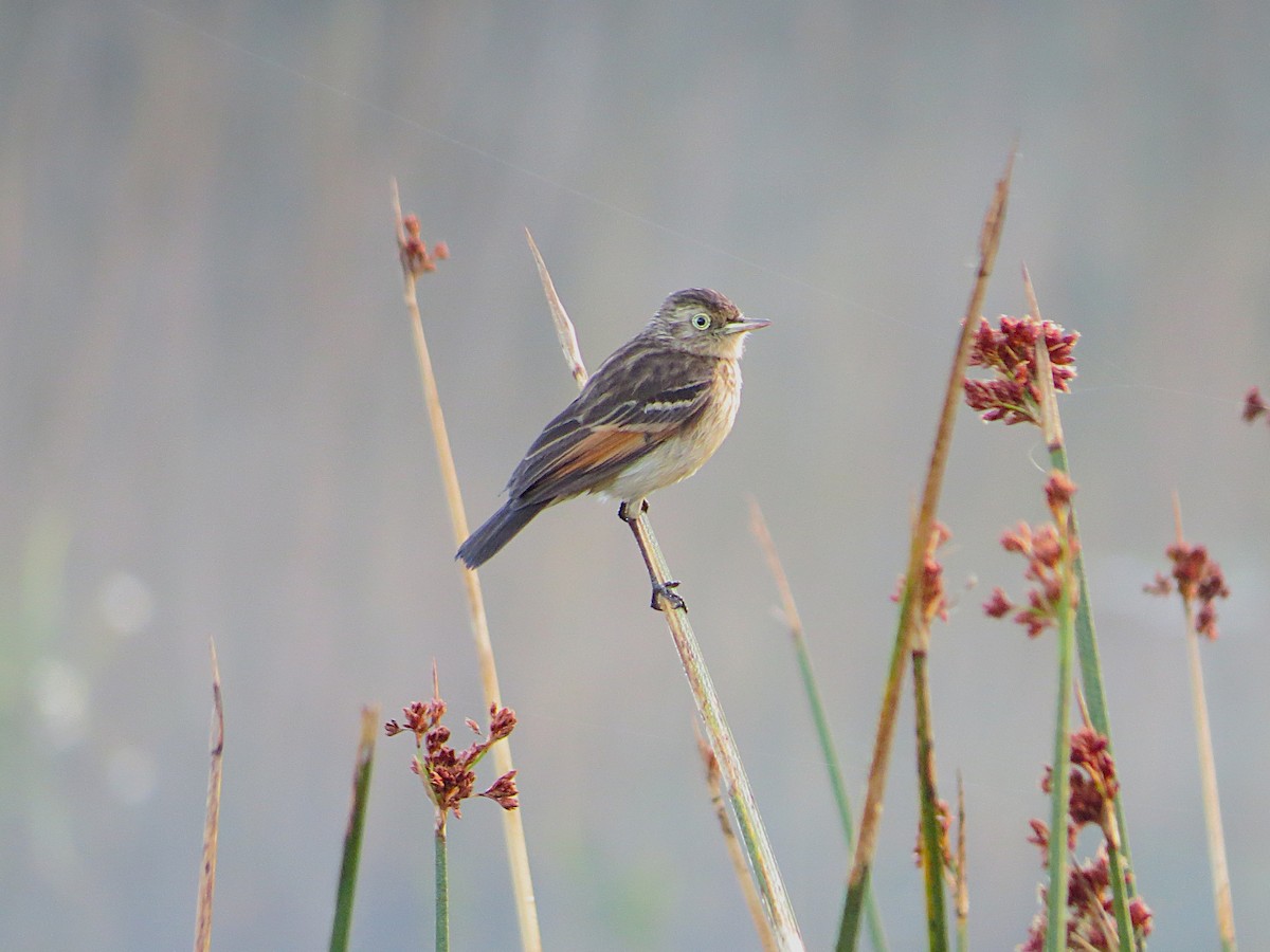 Spectacled Tyrant - ML628786850