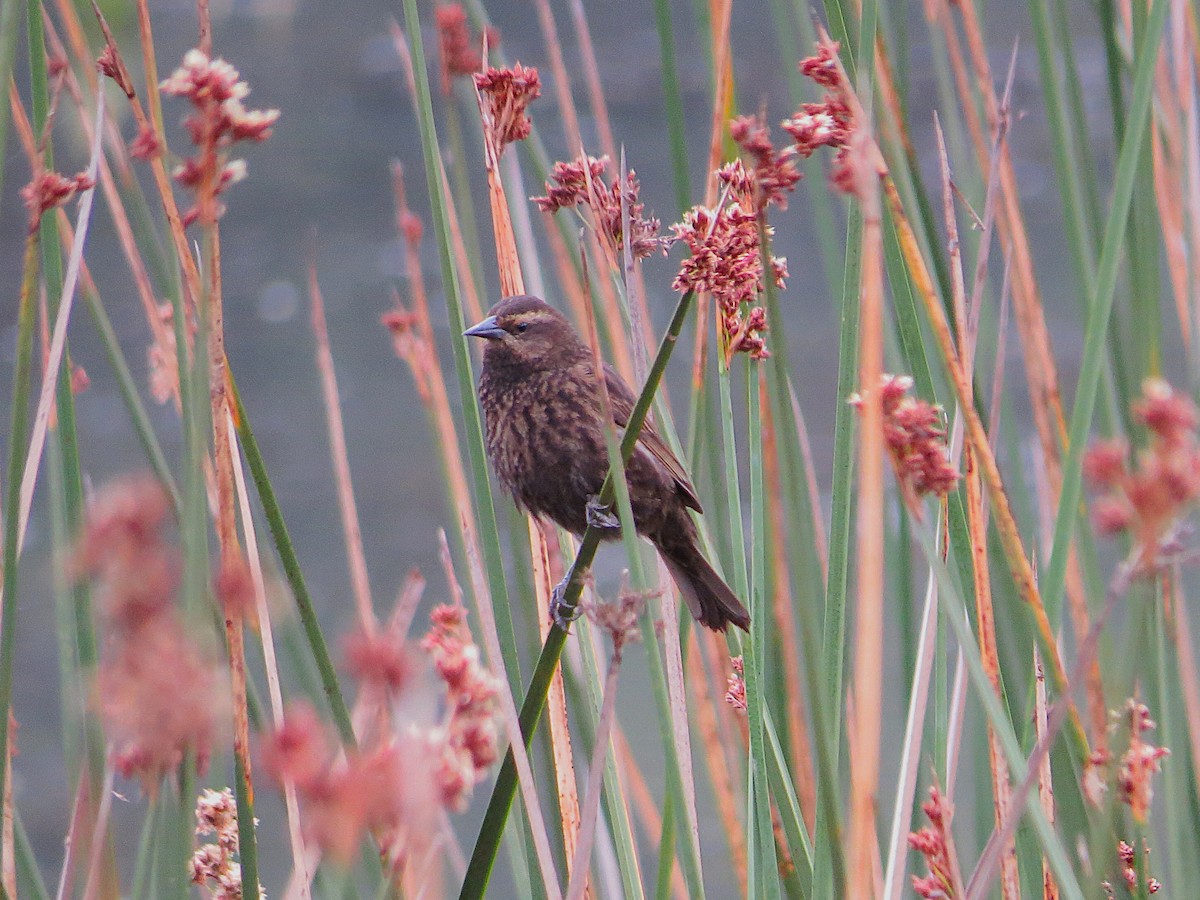 Yellow-winged Blackbird - ML628786858