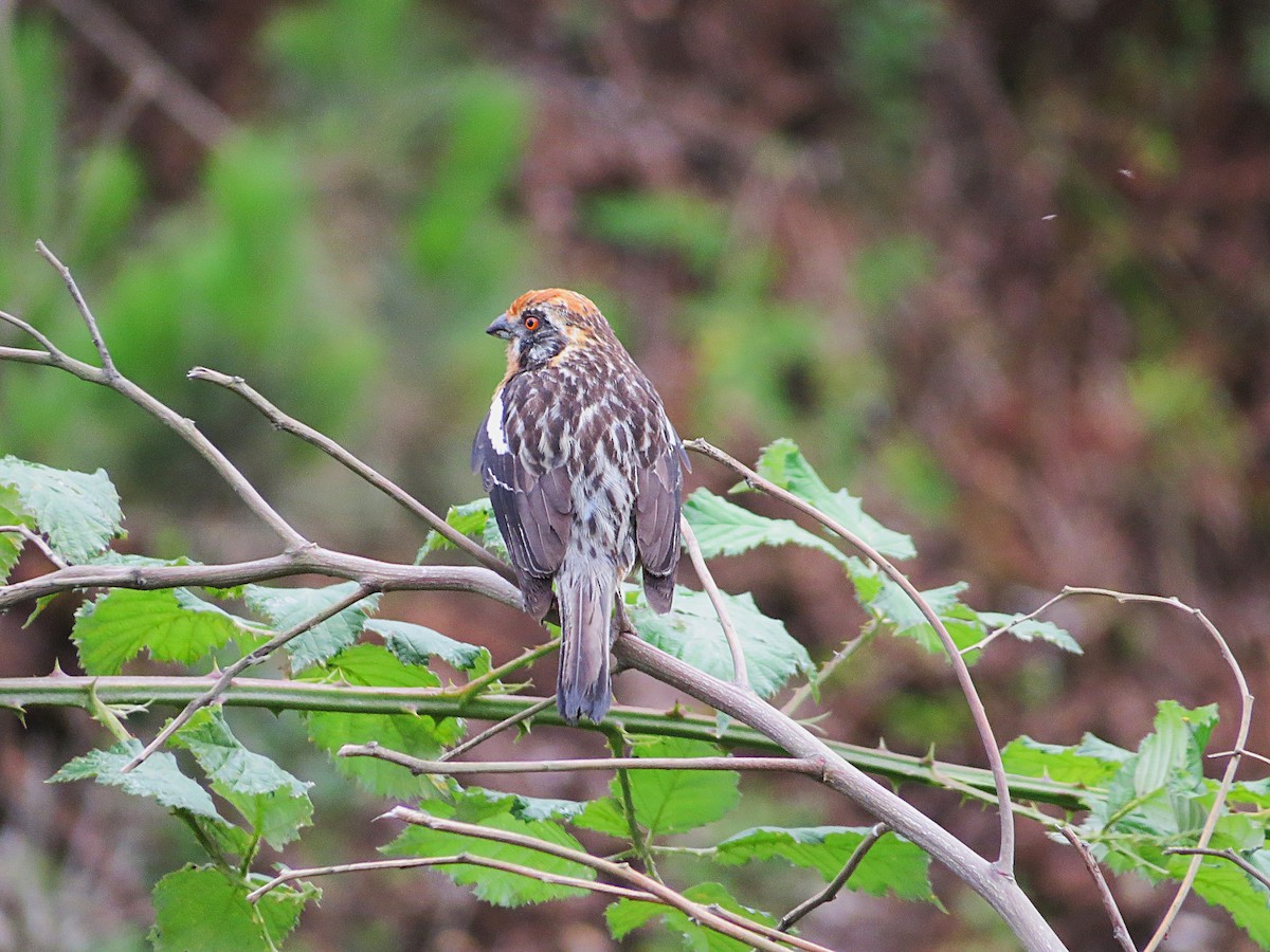Rufous-tailed Plantcutter - ML628786906