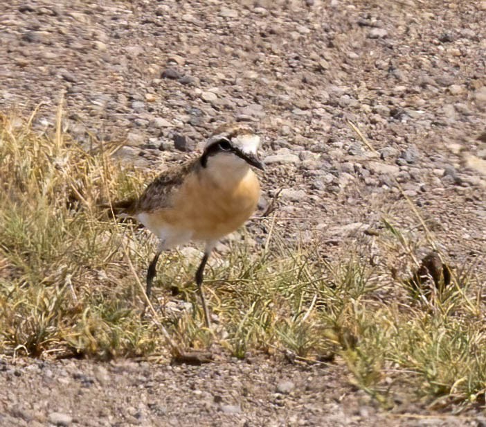 Kittlitz's Plover - ML628787039