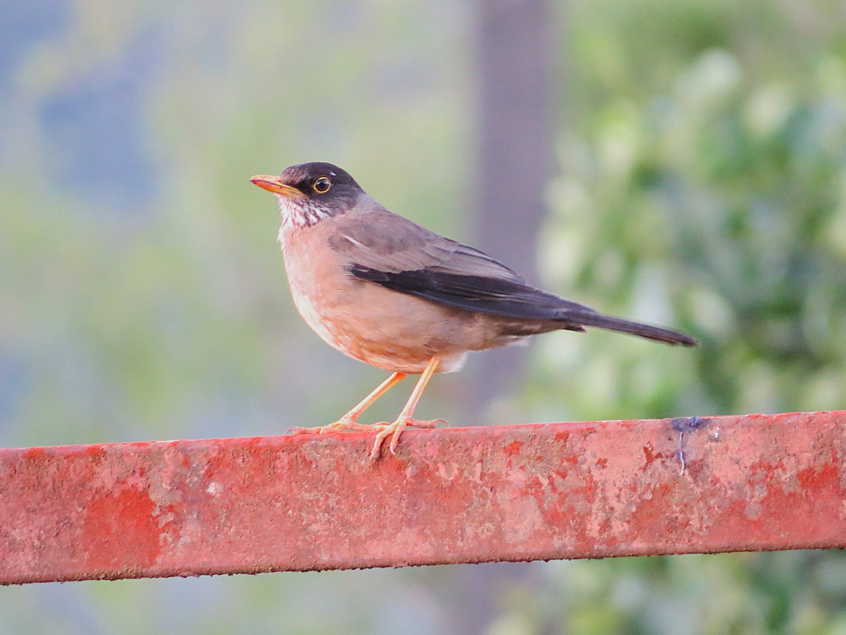 Austral Thrush - ML628787396
