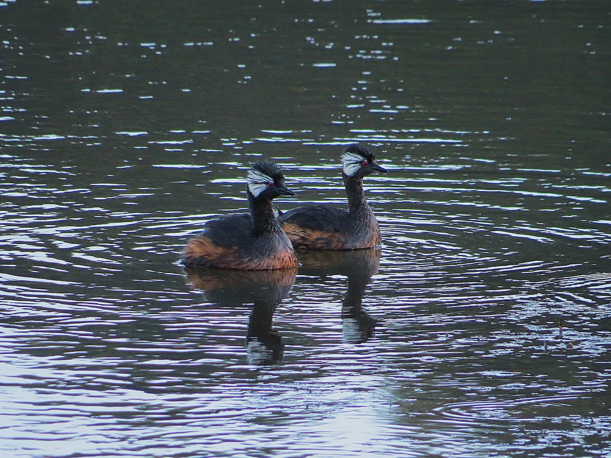 White-tufted Grebe - ML628787407