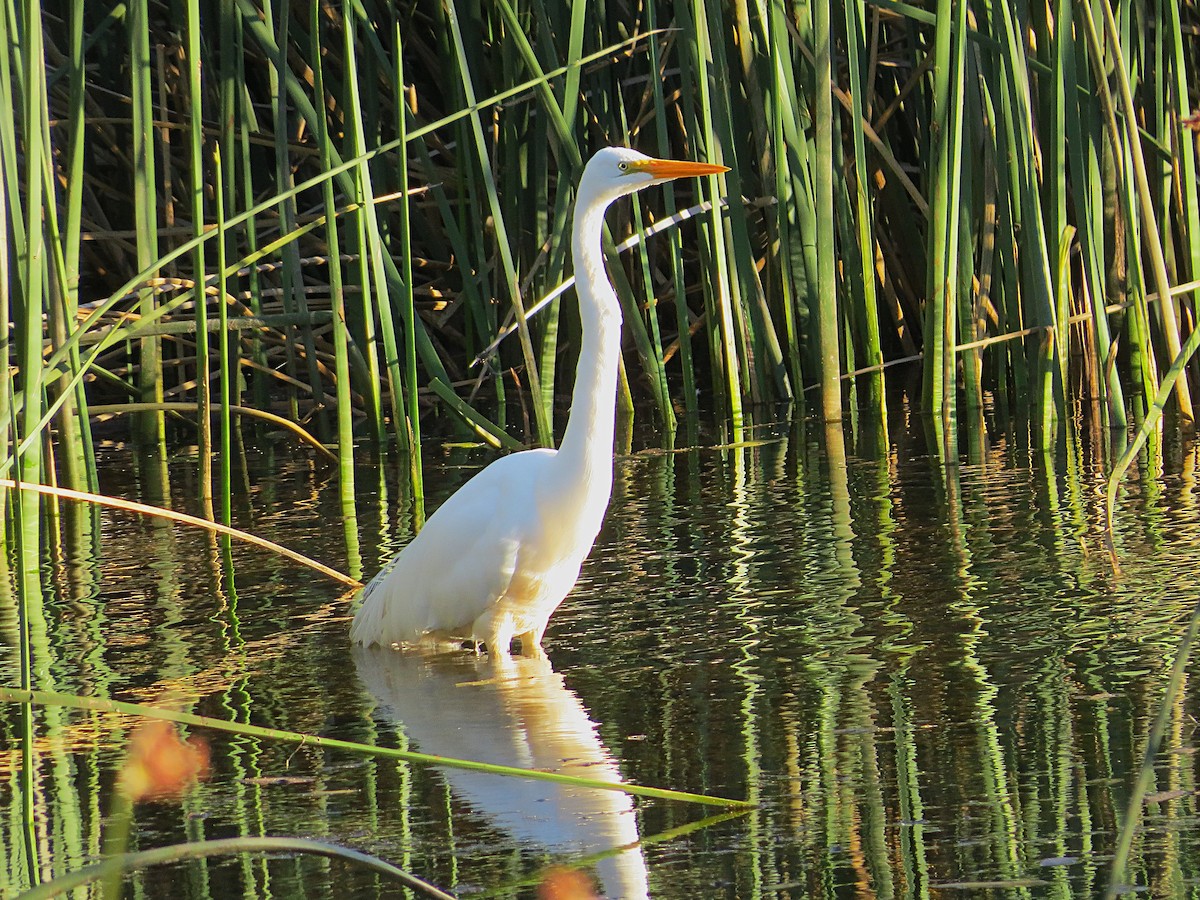 Great Egret - ML628787411
