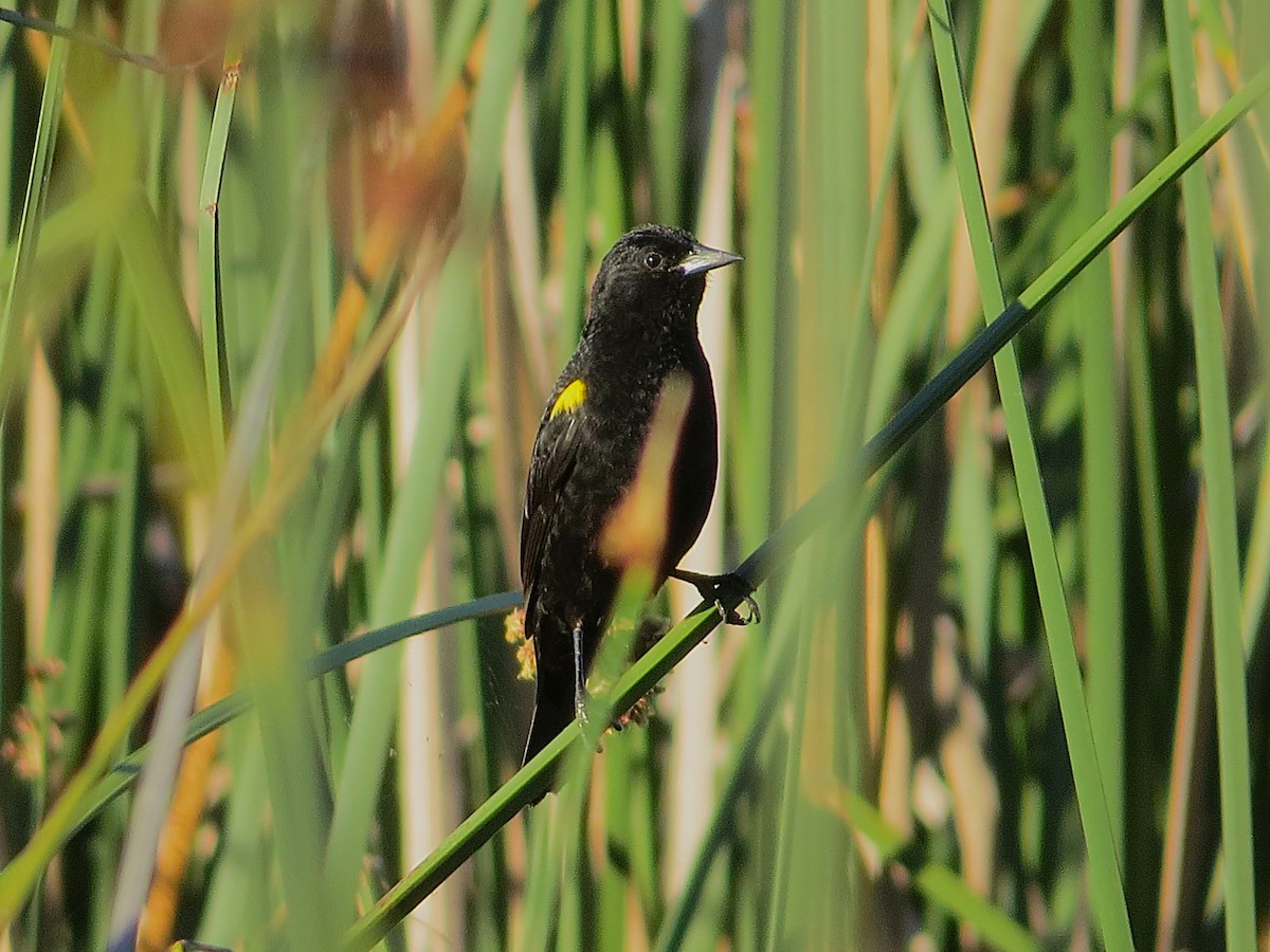 Yellow-winged Blackbird - ML628787422