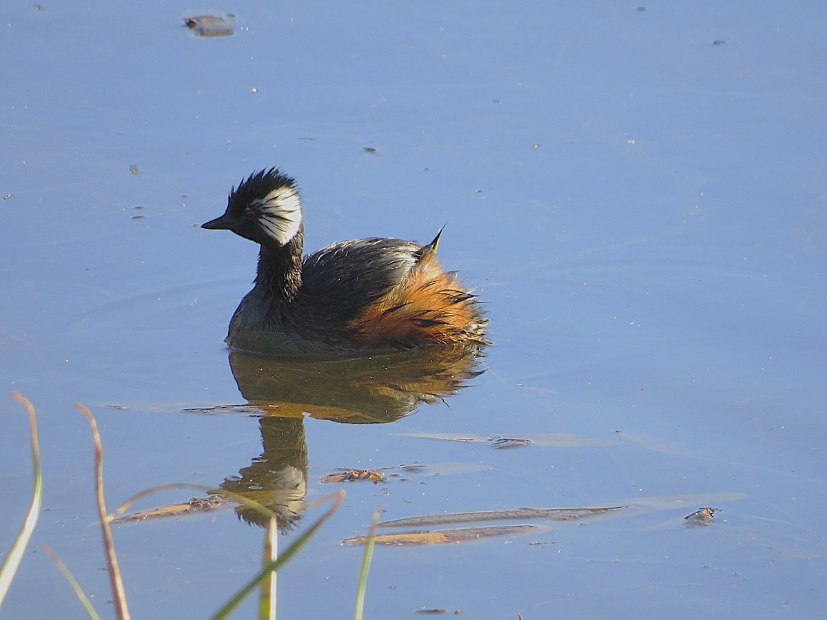 White-tufted Grebe - ML628787444