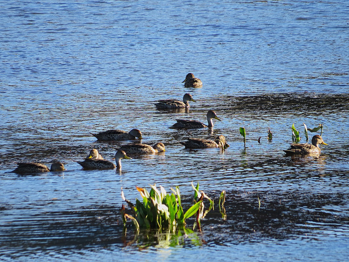 Yellow-billed Pintail - ML628787446