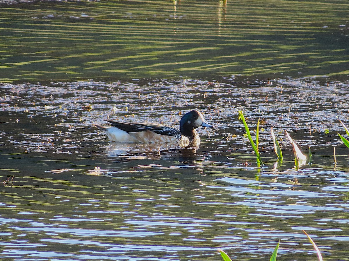 Chiloe Wigeon - ML628787459