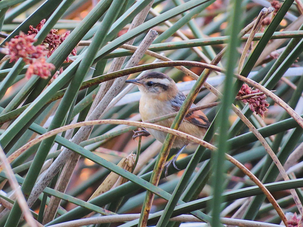Wren-like Rushbird - ML628787462