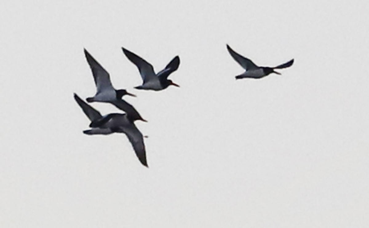 American Oystercatcher - ML628787768