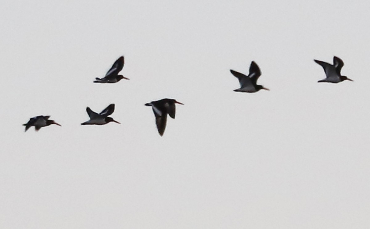 American Oystercatcher - ML628787771