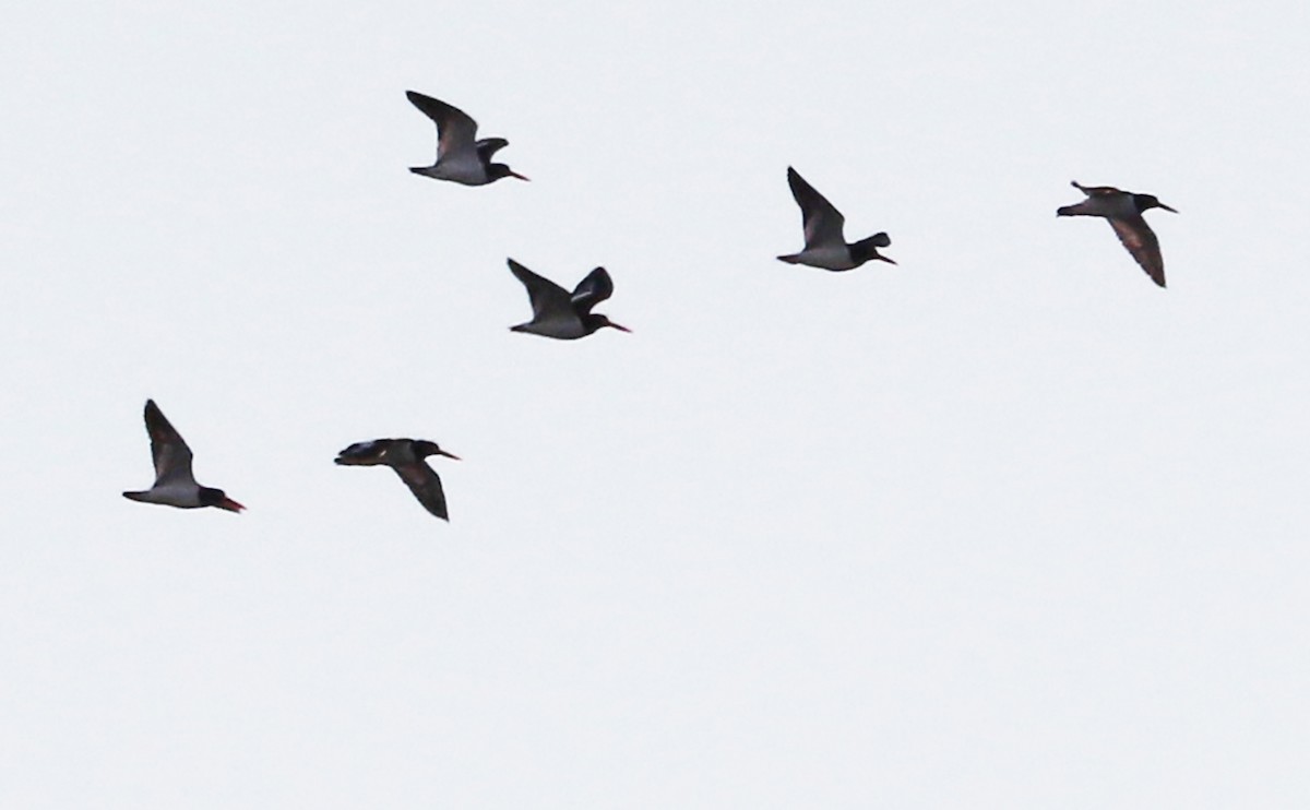 American Oystercatcher - ML628787773