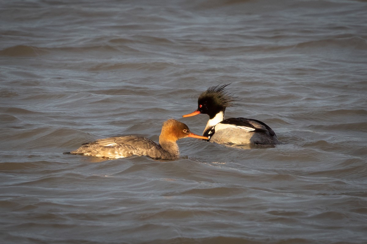 Сэвгэр бохио - ML628787775