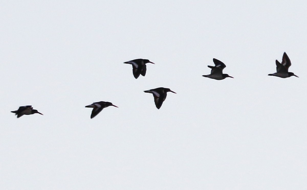 American Oystercatcher - ML628787776