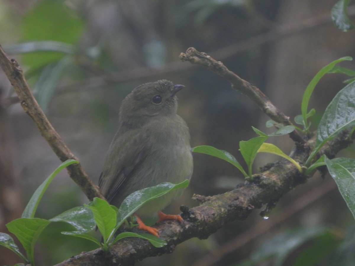 Long-tailed Manakin - ML628787936