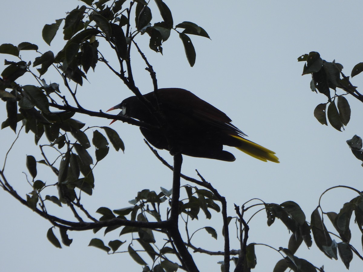 montezumaoropendola - ML628788076