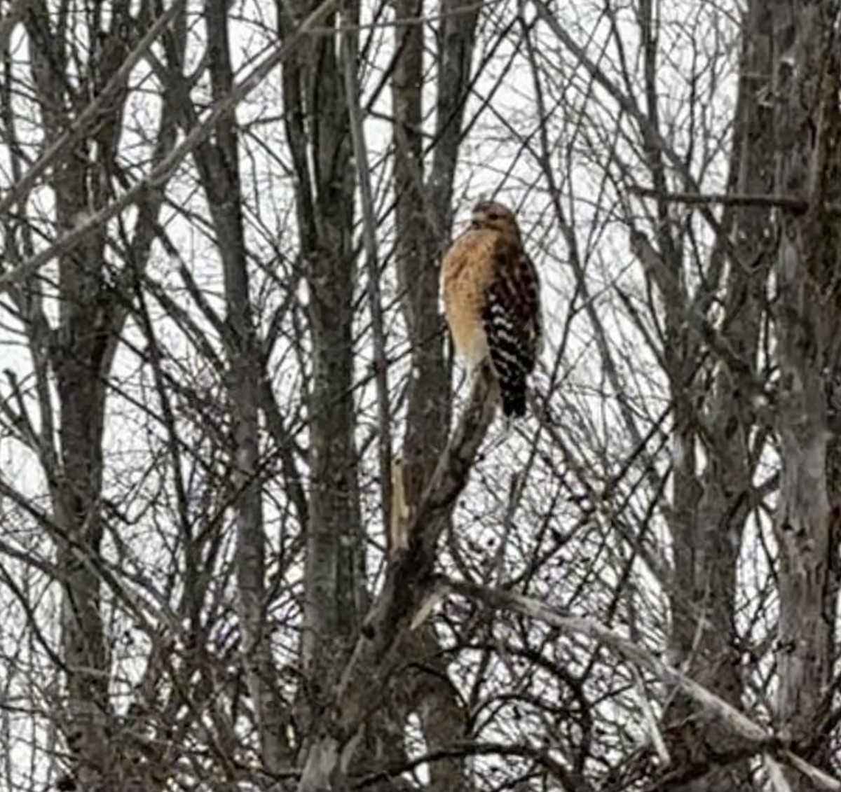Red-shouldered Hawk - ML628788097